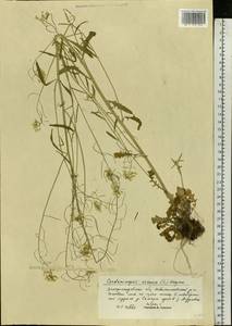 Arabidopsis arenosa subsp. arenosa, Eastern Europe, South Ukrainian region (E12) (Ukraine)