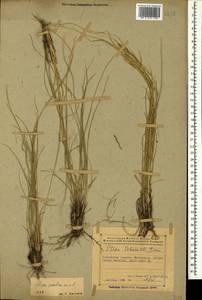 Stipa pontica P.A.Smirn., Caucasus, Azerbaijan (K6) (Azerbaijan)