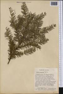 Taxus canadensis Marshall, America (AMER) (United States)