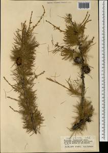 Larix sibirica Ledeb., Mongolia (MONG) (Mongolia)