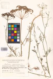 Anethum graveolens L., Eastern Europe, Moscow region (E4a) (Russia)