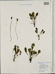 Taraxacum confusum Schischk., Caucasus, Krasnodar Krai & Adygea (K1a) (Russia)