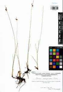 Juncus salsuginosus Turcz. ex E.Mey., Siberia, Baikal & Transbaikal region (S4) (Russia)