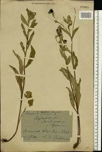 Centaurea phrygia L., Eastern Europe, Eastern region (E10) (Russia)