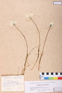 Eriophorum vaginatum L., Siberia, Altai & Sayany Mountains (S2) (Russia)