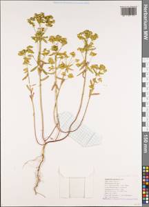 Euphorbia taurinensis All., Caucasus, Black Sea Shore (from Novorossiysk to Adler) (K3) (Russia)