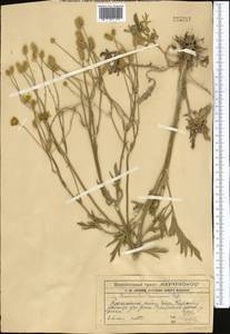 Ranunculus sewerzowii Regel, Middle Asia, Western Tian Shan & Karatau (M3) (Kazakhstan)