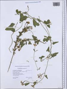 Cynanchum acutum L., Western Europe (EUR) (Greece)