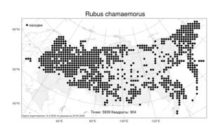 Rubus chamaemorus L., Atlas of the Russian Flora (FLORUS) (Russia)