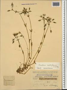 Cerastium multiflorum C. A. Mey., Caucasus, Stavropol Krai, Karachay-Cherkessia & Kabardino-Balkaria (K1b) (Russia)