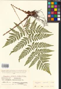 Dryopteris expansa (C. Presl) Fraser-Jenk. & Jermy, Eastern Europe, Central region (E4) (Russia)