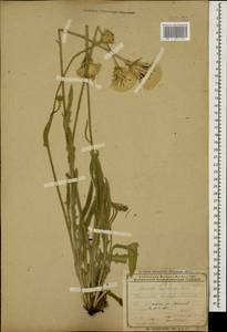 Leontodon asperrimus (Willd.) Boiss. ex Ball, Caucasus, Azerbaijan (K6) (Azerbaijan)