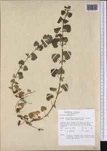 Glechoma hederacea L., America (AMER) (United States)