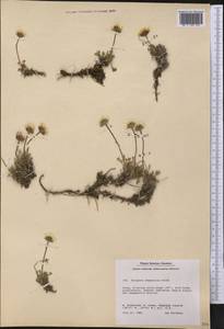 Erigeron compositus Pursh, America (AMER) (Greenland)