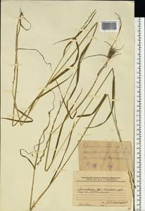 Lolium remotum Schrank, Eastern Europe, Moscow region (E4a) (Russia)