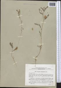 Astragalus schmalhausenii Bunge, Middle Asia, Northern & Central Tian Shan (M4) (Kazakhstan)