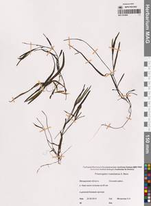 Potamogeton maackianus A.Benn., Siberia, Chukotka & Kamchatka (S7) (Russia)