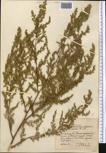Artemisia scoparia Waldst. & Kit., Middle Asia, Western Tian Shan & Karatau (M3) (Uzbekistan)