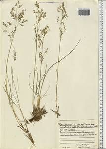 Deschampsia cespitosa (L.) P.Beauv., Eastern Europe, Northern region (E1) (Russia)