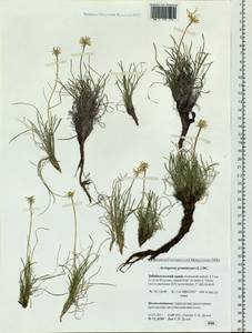 Arctogeron gramineum (L.) DC., Siberia, Baikal & Transbaikal region (S4) (Russia)