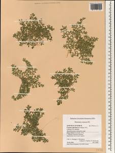 Herniaria cinerea, South Asia, South Asia (Asia outside ex-Soviet states and Mongolia) (ASIA) (Cyprus)