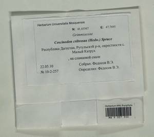 Coscinodon cribrosus (Hedw.) Spruce, Bryophytes, Bryophytes - North Caucasus & Ciscaucasia (B12) (Russia)
