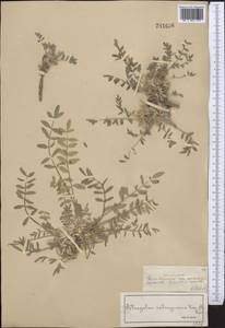 Astragalus salsugineus Kar. & Kir., Middle Asia, Syr-Darian deserts & Kyzylkum (M7) (Kazakhstan)