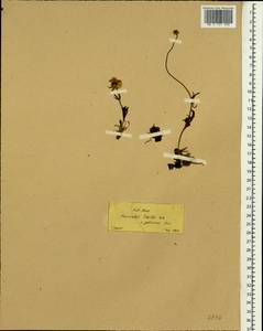 Ranunculus dissectus, South Asia, South Asia (Asia outside ex-Soviet states and Mongolia) (ASIA) (Turkey)