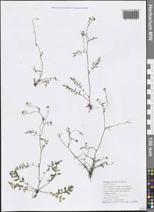 Rorippa sylvestris (L.) Besser, Caucasus, Black Sea Shore (from Novorossiysk to Adler) (K3) (Russia)