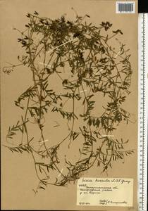 Vicia hirsuta (L.) Gray, Eastern Europe, West Ukrainian region (E13) (Ukraine)