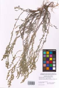 Artemisia nitrosa Weber ex Stechm., Eastern Europe, Eastern region (E10) (Russia)