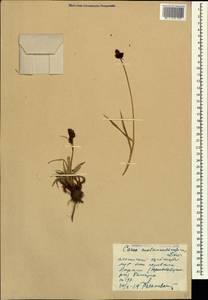 Carex melananthiformis Litv., Caucasus, Stavropol Krai, Karachay-Cherkessia & Kabardino-Balkaria (K1b) (Russia)
