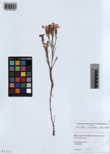 KUZ 004 404, Dianthus chinensis, Siberia, Altai & Sayany Mountains (S2) (Russia)