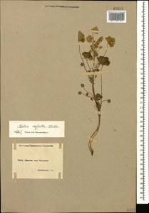 Malva neglecta Wallr., Caucasus, Armenia (K5) (Armenia)