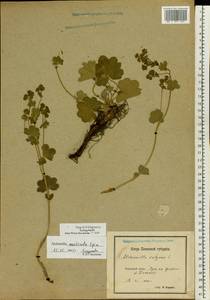 Alchemilla monticola Opiz, Eastern Europe, North-Western region (E2) (Russia)