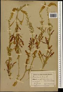 Reseda lutea L., Caucasus, Azerbaijan (K6) (Azerbaijan)