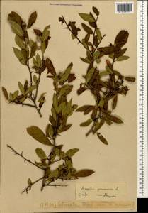 Mespilus germanica L., Caucasus, Azerbaijan (K6) (Azerbaijan)