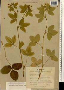 Potentilla elatior Willd. ex D. F. K. Schltdl., Caucasus, Georgia (K4) (Georgia)