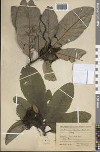 Castanopsis fissa (Champ. ex Benth.) Rehder & E.H.Wilson, South Asia, South Asia (Asia outside ex-Soviet states and Mongolia) (ASIA) (Vietnam)