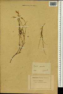 Genista sylvestris Scop., South Asia, South Asia (Asia outside ex-Soviet states and Mongolia) (ASIA) (Not classified)