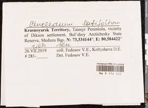 Cinclidium latifolium Lindb., Bryophytes, Bryophytes - Krasnoyarsk Krai, Tyva & Khakassia (B17) (Russia)