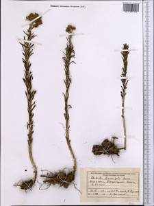Rhodiola kirilowii (Regel) Maxim., Middle Asia, Dzungarian Alatau & Tarbagatai (M5) (Kazakhstan)