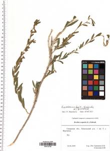 Krascheninnikovia ceratoides (L.) Gueldenst., Eastern Europe, Middle Volga region (E8) (Russia)