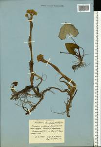 Petasites radiatus (J. F. Gmel.) J. Toman, Eastern Europe, Northern region (E1) (Russia)