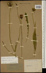 Leontodon caucasicus (M. Bieb.) Fisch., Caucasus, Stavropol Krai, Karachay-Cherkessia & Kabardino-Balkaria (K1b) (Russia)