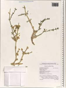 Anabasis setifera Moq., South Asia, South Asia (Asia outside ex-Soviet states and Mongolia) (ASIA) (Israel)