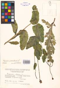 Papaver somniferum L., Eastern Europe, Moscow region (E4a) (Russia)