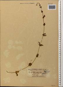 Lathyrus aphaca L., Caucasus, Azerbaijan (K6) (Azerbaijan)