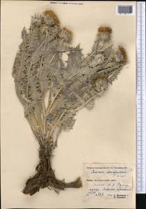 Cousinia auriculata Boiss., Middle Asia, Pamir & Pamiro-Alai (M2) (Tajikistan)