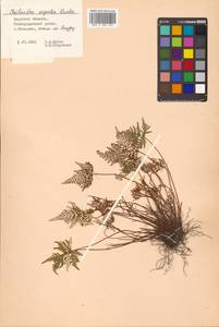 Aleuritopteris argentea (S. G. Gmel.) Fée, Siberia, Russian Far East (S6) (Russia)